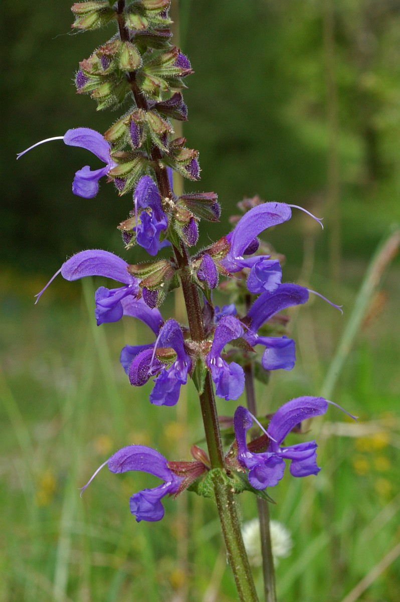 salvia-pratensis-meadow-clary